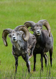 Stone Sheep, Yukon Wildlife Preserve, Whitehorse, Yukon