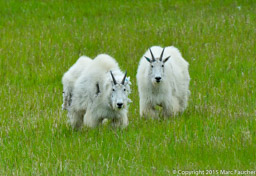 Mountain Goats, Yukon Wildlife Preserve, Whitehorse, Yukon