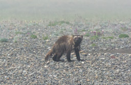 Wolverine in the mist, Turner River, Arctic NWR, Alaska