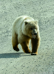 Grizzly Bear, Park Road, Denali NP, Alaska