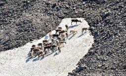 Caribou herd on snowfield, Denali NP, Alaska