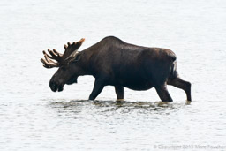 Moose in Wonder Lake, Denali NP, Alaska