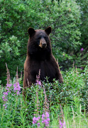 Black bear, Kluane NP, Yukon