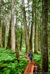 Ancient Forest Trail, Yellowhead Highway, British Columbia