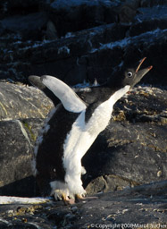 Adelie penguin, Petermann Island