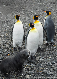 Antarctic fur seal pup and king penguins, Fortuna Bay, South Georgia