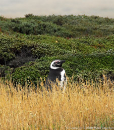 Magellanic penguin, Carcass Island, Falkland Islands