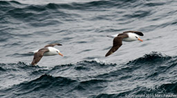 Black-Browed Albatross Pair