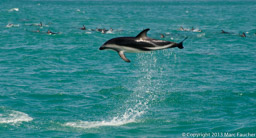 Dusky Dolphin Flip