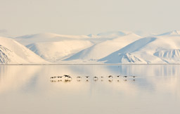 King Eiders over Pond Inlet