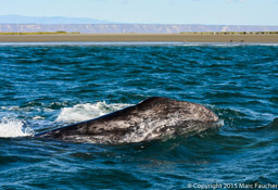 Gray whale eye in San Ignacio Lagoon