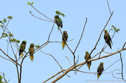 Olive-throated parakeets