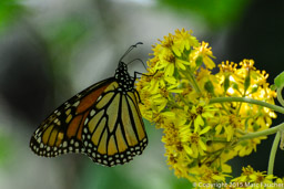 Female monarch butterfly