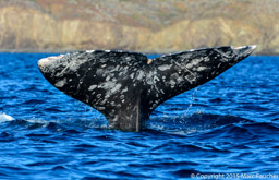 Gray whale fluke, Magdalena Bay, Baja