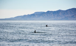 Dolphin pair in Magdalena Bay