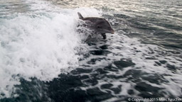 Dolphin chase near La Paz, Baja