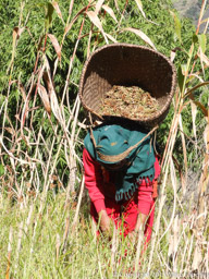 Nepali woman harvesting millet 
Day 2 of the Dhaulagiri Trek
Past Sibang, Nepal