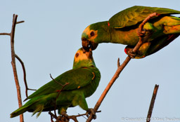 Yellow-faced Parrots
