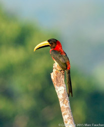 Red-necked Aracari