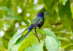 Swallow-tail Hummingbird (M)
