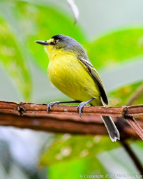 Yellow-lored Tody-Flycatcher