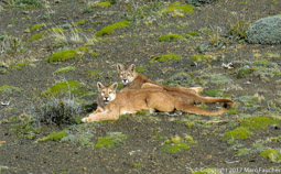 Puma Cubs
