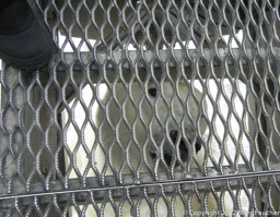 A Polar Bear under the metal grate of the back observation deck