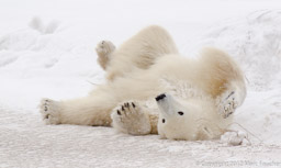 Polar bear rolling in snow