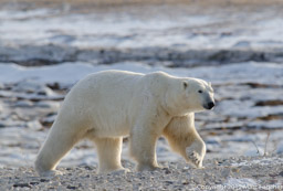Big Boy crossing the tundra