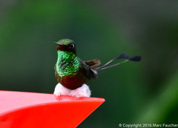 Booted racket-tail