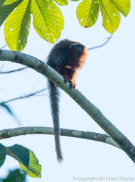 White-tailed Titi Monkey