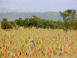 Sorghum Field
Konso, Ethiopia