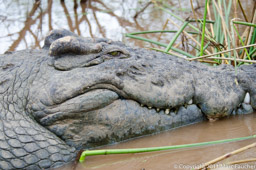 Crocodile on Lake Chamo