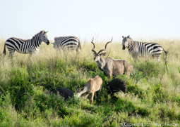 Zebra & kudu on Nechisar Plains