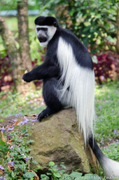 Black & White Colobus Monkey