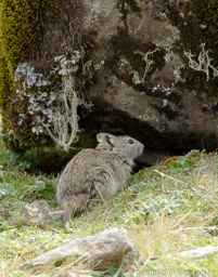 Ethiopian Meadow Rat, Bale Mountains National Park