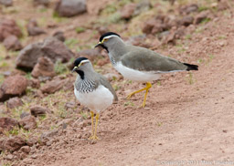 Spot-breasted Plovers