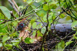 Hoatzin on her Nest