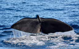 Sperm Whale Fluke