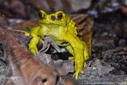 Golden-colored Toad
