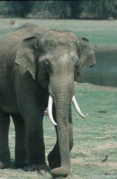 Male Asian Elephant 