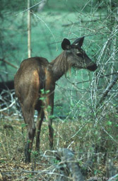 Sambar Deer 