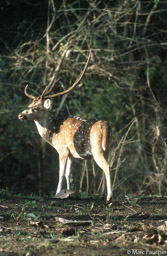 Chital Stag 