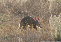 Aardvark in Big Field