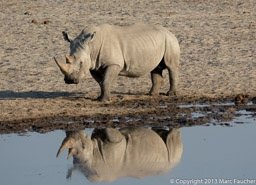 White rhino at Mushara