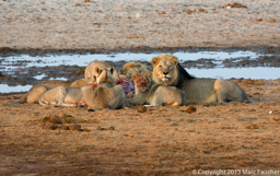 Mushara Lion Pride feeding