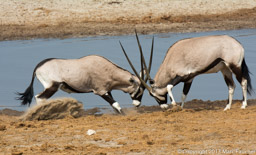 Sparring oryx