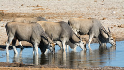 Thirsty Eland bulls