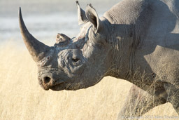Black rhino at Etosha