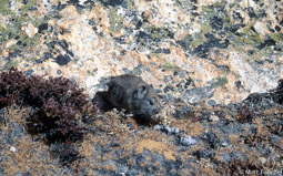 Mouse Hare (Royle's Pika)